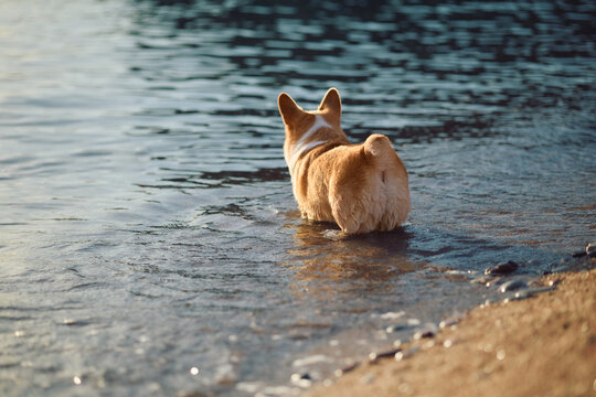 Pembroke Welsh Corgi exploring shallow coastal water outdoors. Natural beach atmosphere highlights adventure and summer lifestyle.