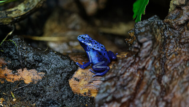 Blue poison dart frog dendrobates tinctorius azureus on wood