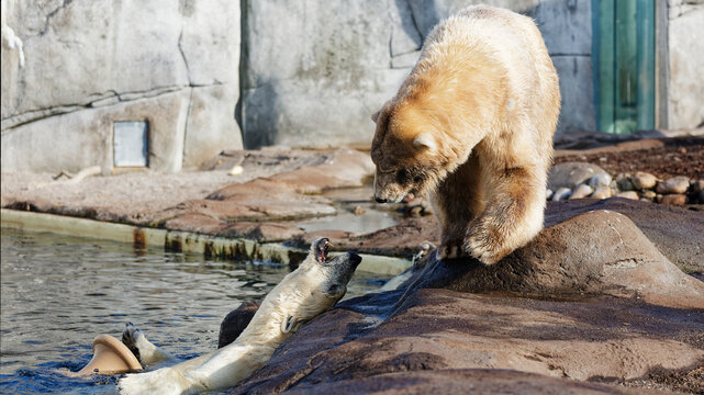 Polar bears interacting by water in zoo habitat