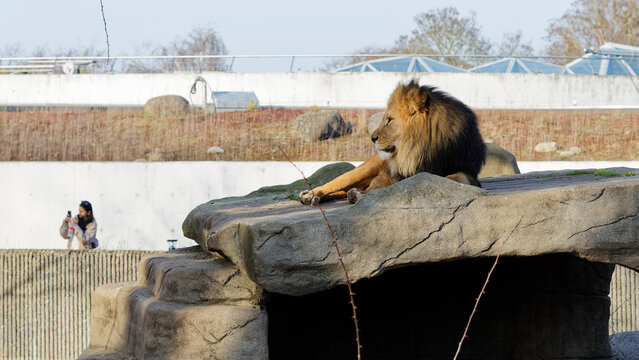 Lion resting on rock in zoo enclosure with visitor