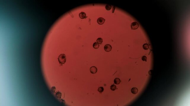 Embri&oacute;n bovino observado al microscopio en laboratorio de reproducci&oacute;n animal