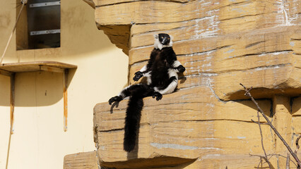 Black-and-white ruffed lemur sitting on a rock, warming in the sun © Emil