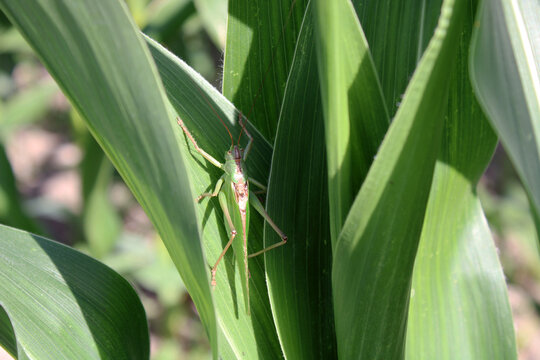 Sauterelle Conocephalus fuscus, conoc&eacute;phale bigarr&eacute;, avec imago dans un champ de ma&iuml;s