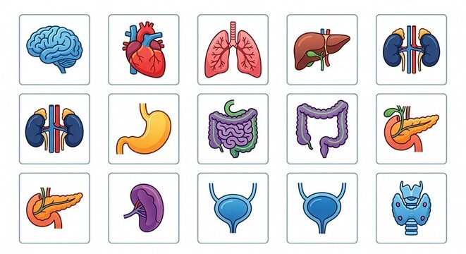 Human Internal Organs Cartoon Icon Set &mdash; Brain Heart Lung Liver
