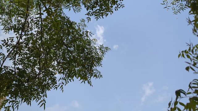 bule sky and green tree 