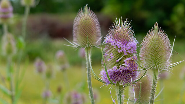 Wild teasel plants blooming with purple flowers in green meadow