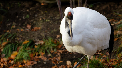 Obraz premium Red-crowned crane standing looking at camera in nature