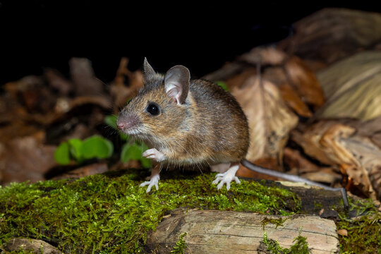 Waldmaus (Apodemus sylvaticus)