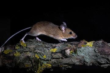 Waldmaus (Apodemus sylvaticus) © Rolf Müller