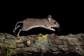 Waldmaus (Apodemus sylvaticus) © Rolf Müller