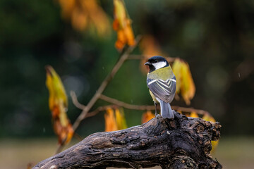 Kohlmeise (parus major) © Rolf Müller