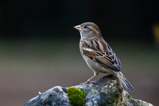 Haussperling (Passer domesticus) Weibchen