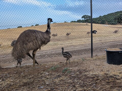 Emu and chick walk along a fenced area near a group of emus on a farm in rural location during daylight
