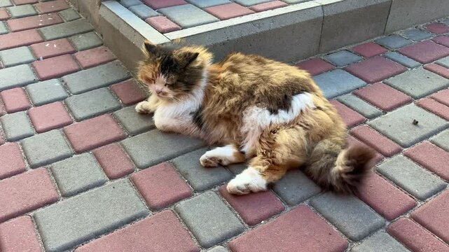 Curious cat resting on colorful stone pavement in the afternoon sun