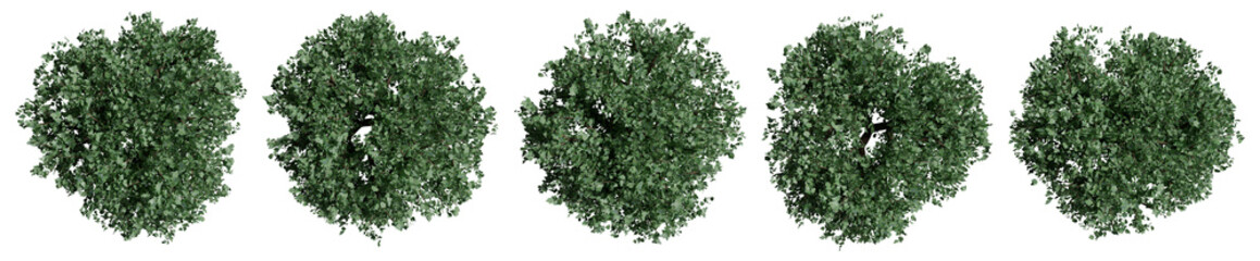 Set of trees with top view for architectural entourage and landscape plan presentation. 3d modeling ivy illustration isolated on transparent background. © SR