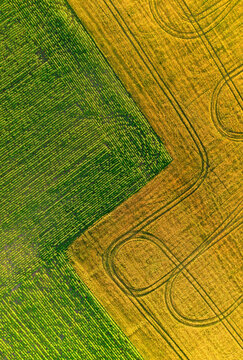Aerial view of colorful agricultural fields in summer, patchwork landscape of different crop parcels from drone perspective