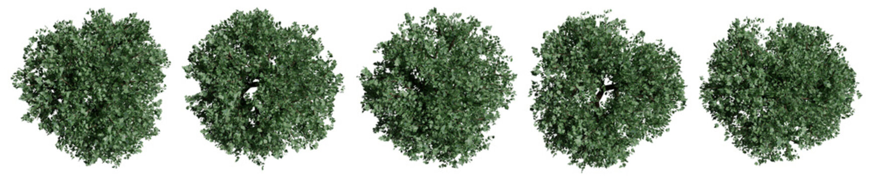 Set of trees with top view for architectural entourage and landscape plan presentation. 3d modeling ivy illustration isolated on transparent background.