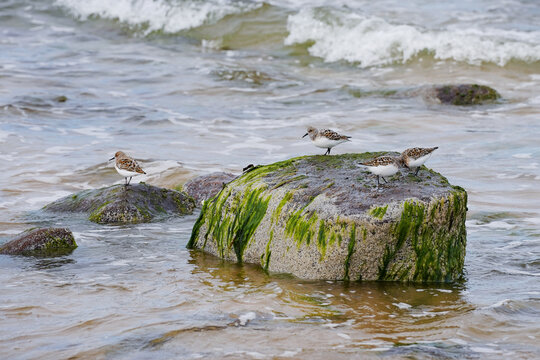 Dunlins in the sea on a stone