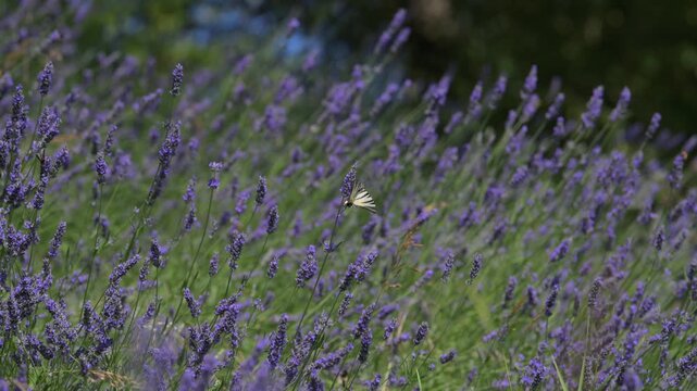 Lavanda in fiore