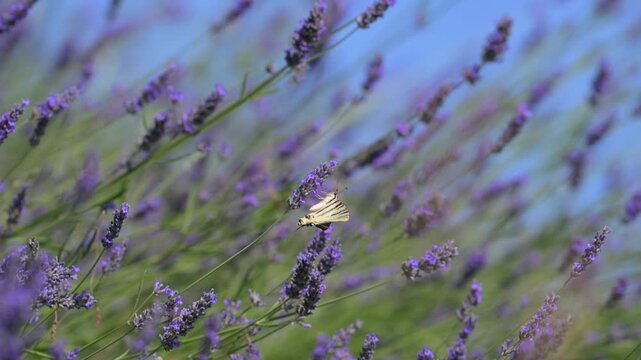 Lavanda in fiore