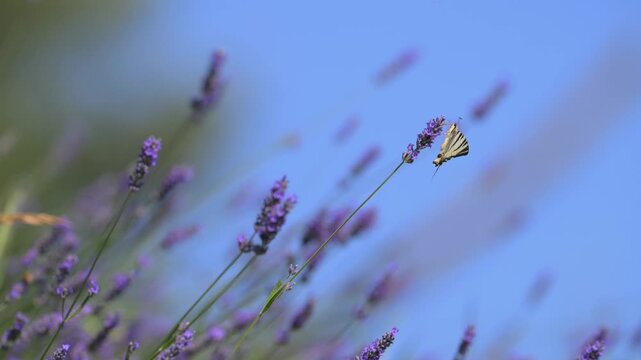Lavanda in fiore