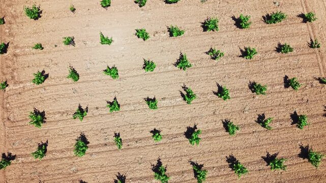 Top down aerial pattern of vineyard plantation and soil.