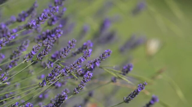 Lavanda in fiore