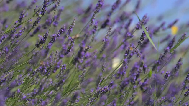 Lavanda in fiore