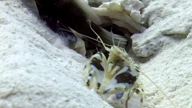 A mantis shrimp curiously observes as a dark eel moves into a hole in the sand. The encounter happens on the ocean floor during the day. The water is clear and the sand is bright.