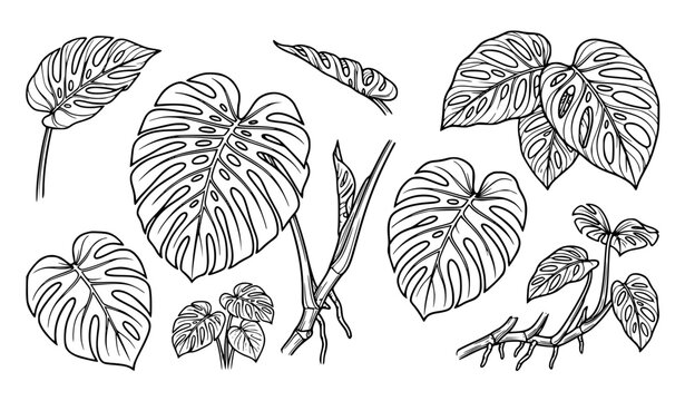 Tropical Monstera Leaf Line Art Vector Set Featuring Hand Drawn Swiss Cheese Plant Botanical Illustrations for Minimalist Graphic Design Layouts