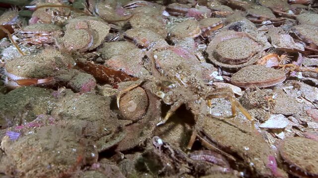 A mesmerizing view of the Barents Sea depths, where Flexopecten ponticus Pectinidae scallops densely blanket the ocean floor. Crabs gracefully move amidst this abundant mollusk gathering.
