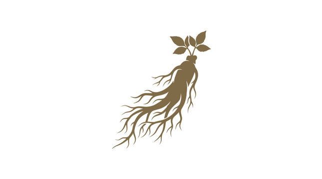 Ginseng Root Vector Illustration