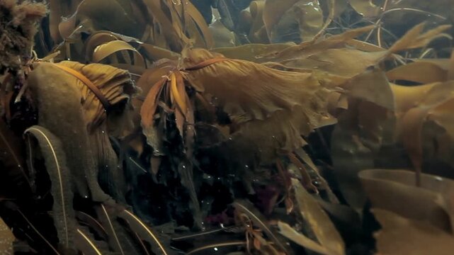 In a lush underwater forest, brown algae sway gently in the current. Sunlight filters through the water, casting a warm glow over this enchanting aquatic world.