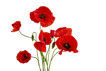 Obraz premium Red poppy flowers with buds blooming on white background