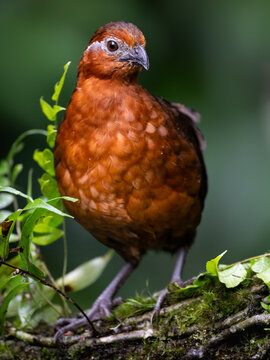 Chestnut Wood-Quail Standing on Mossy Log in Cloud Forest