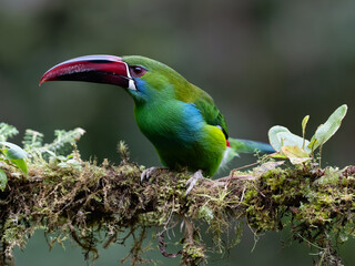 Obraz premium Crimson-rumped Toucanet Perched on Mossy Branch in Cloud Forest