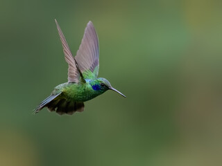 Obraz premium Lesser Violetear Hummingbird Hovering In Flight With Wings Spread
