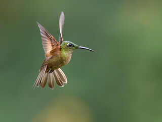 Obraz premium Fawn-breasted Brilliant Hummingbird Hovering In Flight Against Green Background