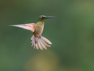 Obraz premium Fawn-breasted Brilliant Hummingbird Hovering In Flight Against Green Background