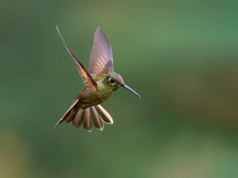 Fawn-breasted Brilliant Hummingbird Hovering In Flight Against Green Background