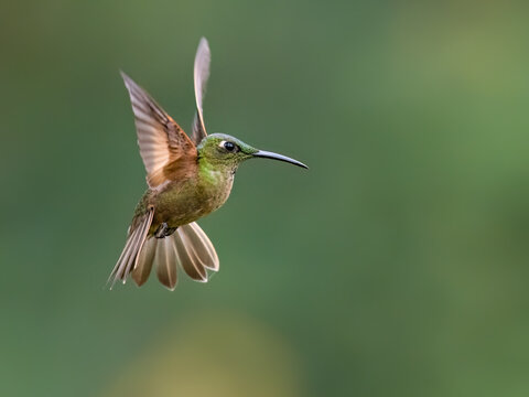 Fawn-breasted Brilliant Hummingbird Hovering In Flight Against Green Background
