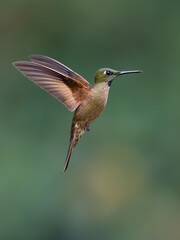 Obraz premium Fawn-breasted Brilliant Hummingbird Hovering In Flight Against Green Background