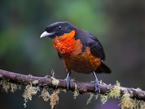 Red-ruffed Fruitcrow Perched On Mossy Branch In Tropical Rainforest