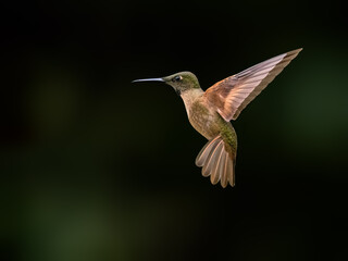 Obraz premium Fawn-breasted Brilliant Hummingbird Hovering In Flight Against Green Background