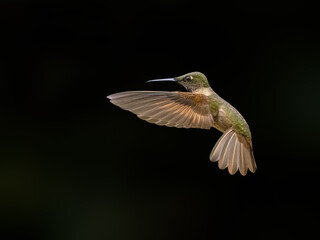 Obraz premium Fawn-breasted Brilliant Hummingbird Hovering In Flight Against Green Background