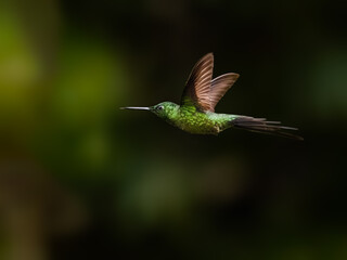 Obraz premium Empress Brilliant Hummingbird Hovering in Tropical Forest Habitat on Green Background