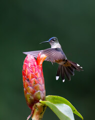 Obraz premium Long-tailed Sylph Hummingbird Hovering Near Red Ginger Flower