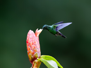 Obraz premium Steely-vented Hummingbird Hovering and Feeding on Pink Tropical Flower