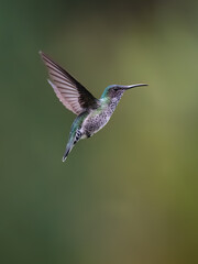 Obraz premium Female White-necked Jacobin Hummingbird Hovering Against Blurred Green Background