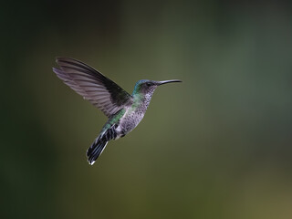 Obraz premium Female White-necked Jacobin Hummingbird Hovering Against Blurred Green Background